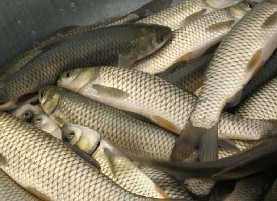 鮮活水產(chǎn)品配送：鯉魚