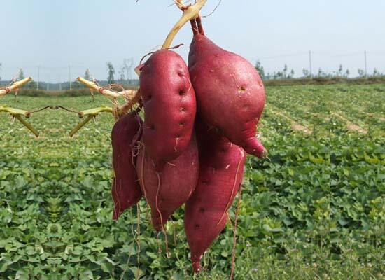 糧油類配送：番薯/紅薯 現(xiàn)挖