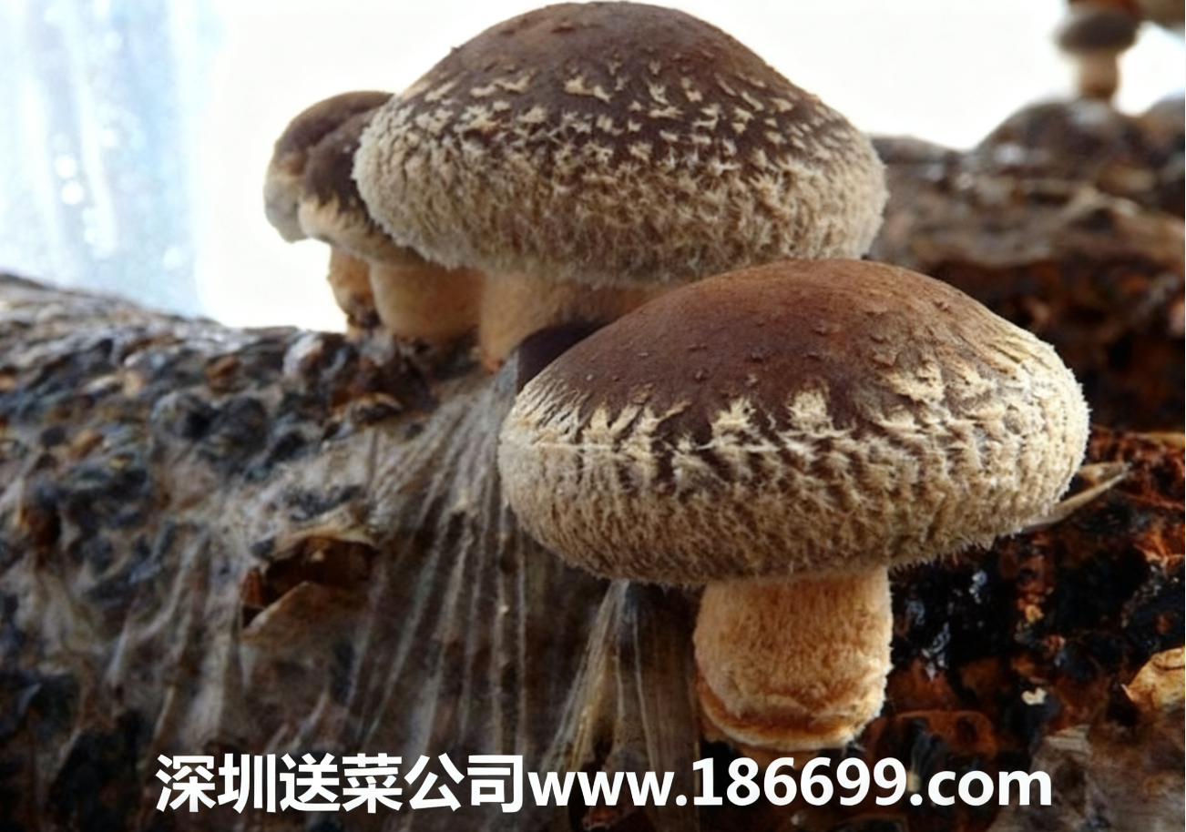 新手種香菇必看：大白話講透成本利潤+種植步驟，賺錢不用愁。