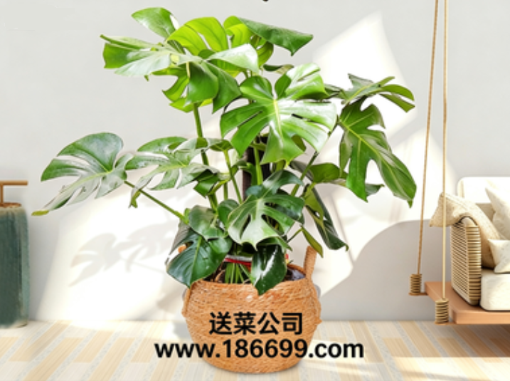 東莞蔬菜批發(fā)部與您分享：室內盆栽頂流“龜背竹”