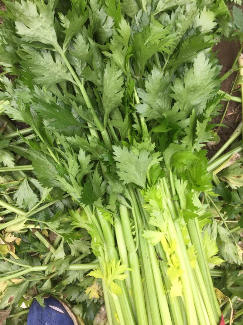 惠州生鮮蔬菜配送?中心為您科普芹菜的營養(yǎng)價值。