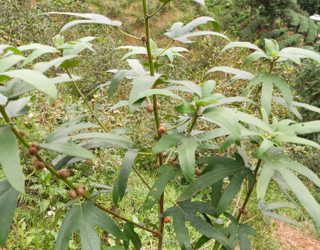 五指毛桃與斷腸草：一場(chǎng)關(guān)乎生死的鑒別