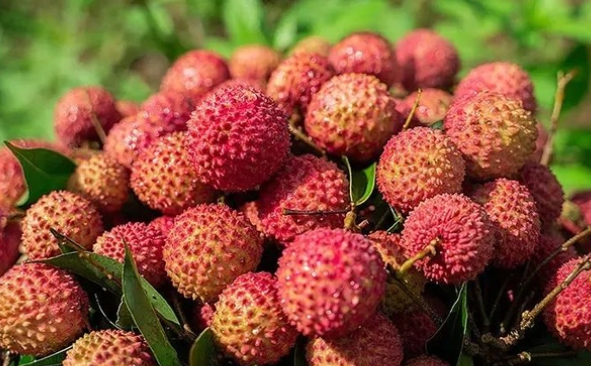 荔枝：不止是美味，更是營養(yǎng)小寶庫